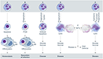 Frontiers | Influence of Microbes on Neutrophil Life and Death ...