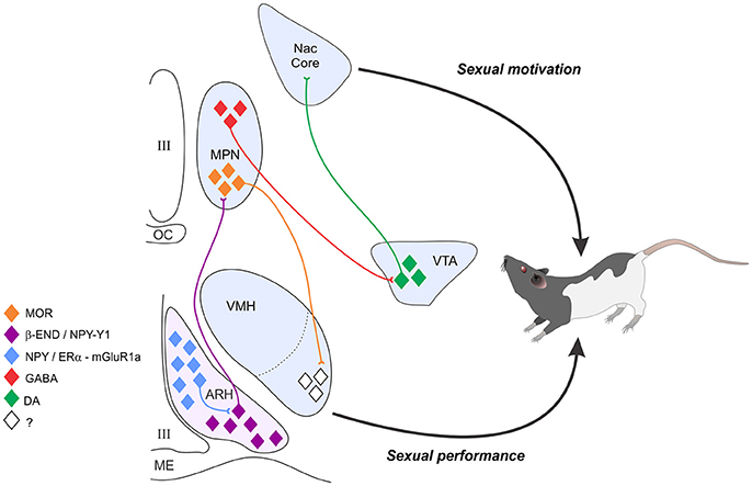 Frontiers Integrating Neural Circuits Controlling Female Sexual Behavior