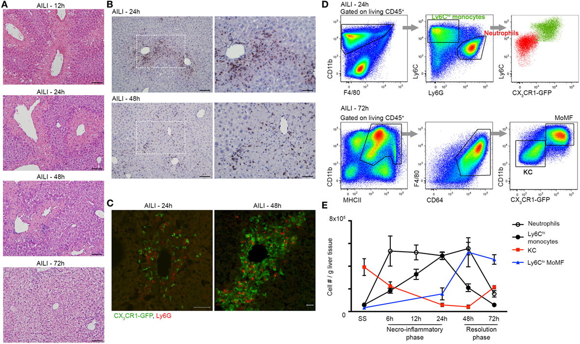 Frontiers Ly6chi Monocytes And Their Macrophage Descendants Regulate