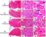 Frontiers | Starvation Promotes Autophagy-Associated Maturation of the ...