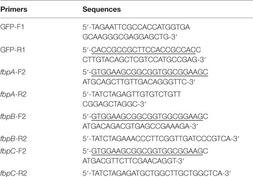 table vector novagen pet Monoclonal Generation of  Frontiers Antibodies against