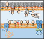 Frontiers | Biological Functions of the Secretome of Neisseria ...