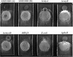 Frontiers | Modulation of Inter-kingdom Communication by PhcBSR Quorum ...