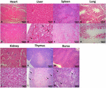 Frontiers | Different Dynamic Distribution in Chickens and Ducks of the ...