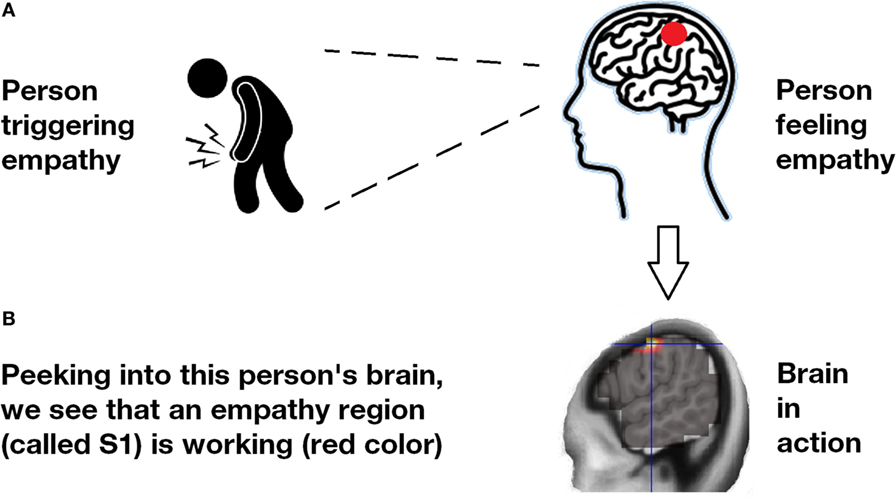 图1 -大脑中的同理心。