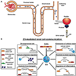 Frontiers | Extracellular Vesicles in Renal Pathophysiology | Molecular ...