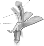 Frontiers | Treatment Of The Enlarged Clitoris | Pediatrics