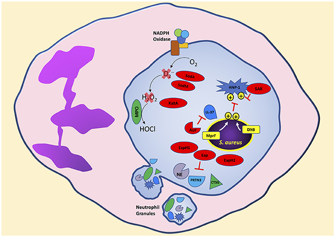 Staphylococcus aureus: Evasion of neutrophils - microbewiki