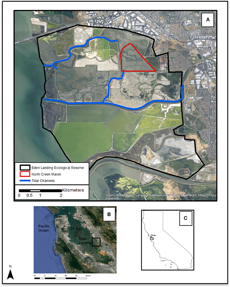 Frontiers  Vegetation Development in a Tidal Marsh Restoration Project  during a Historic Drought: A Remote Sensing Approach