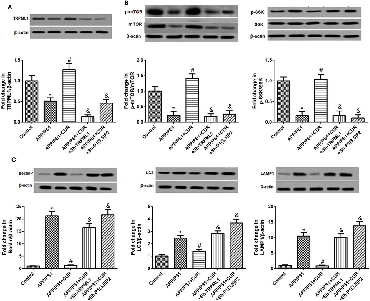 Frontiers | Curcumin Exerts Effects on the Pathophysiology of Alzheimer ...