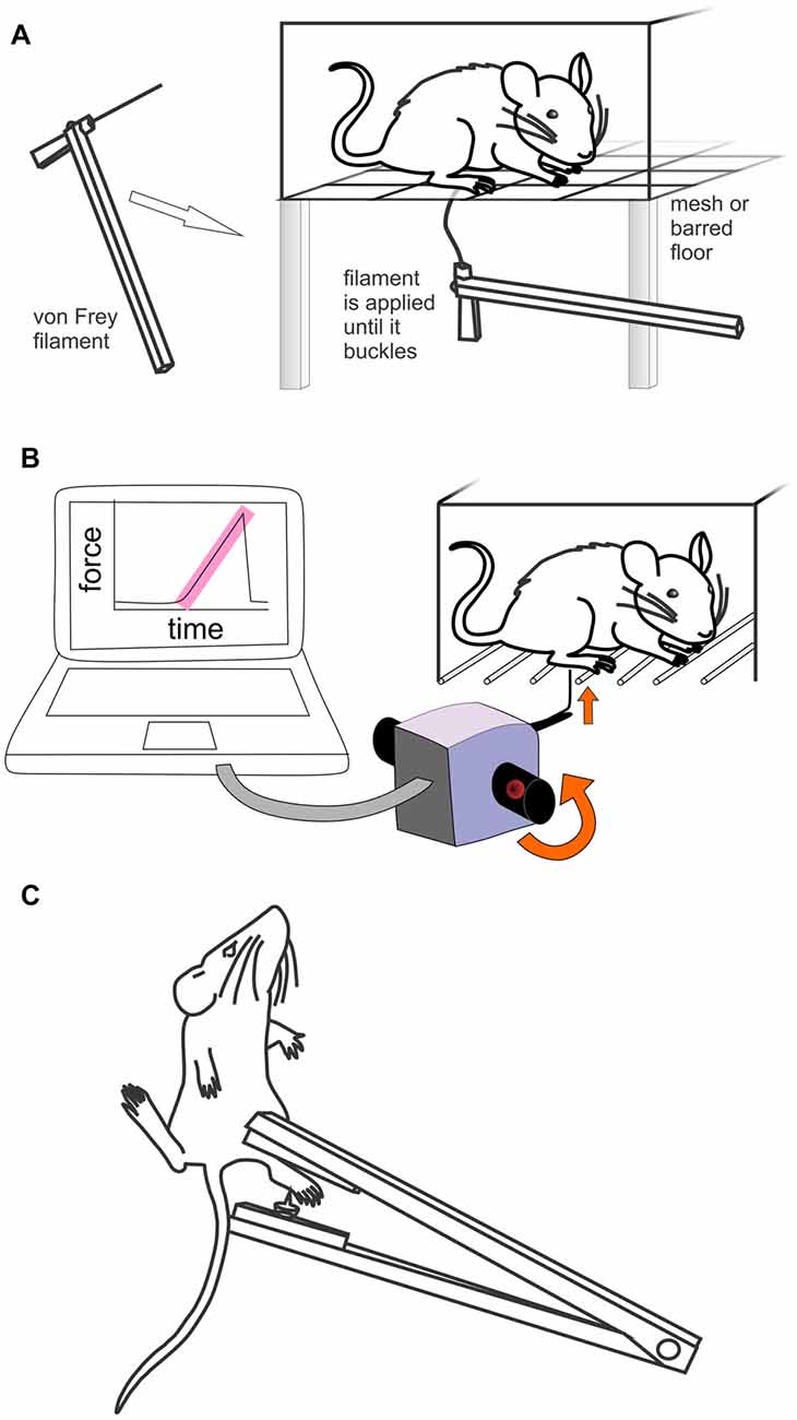 Frontiers Methods Used to Evaluate Pain Behaviors Rodents | Molecular Neuroscience