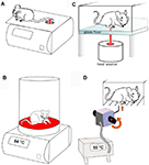 Frontiers | Methods Used to Evaluate Pain Behaviors in Rodents ...