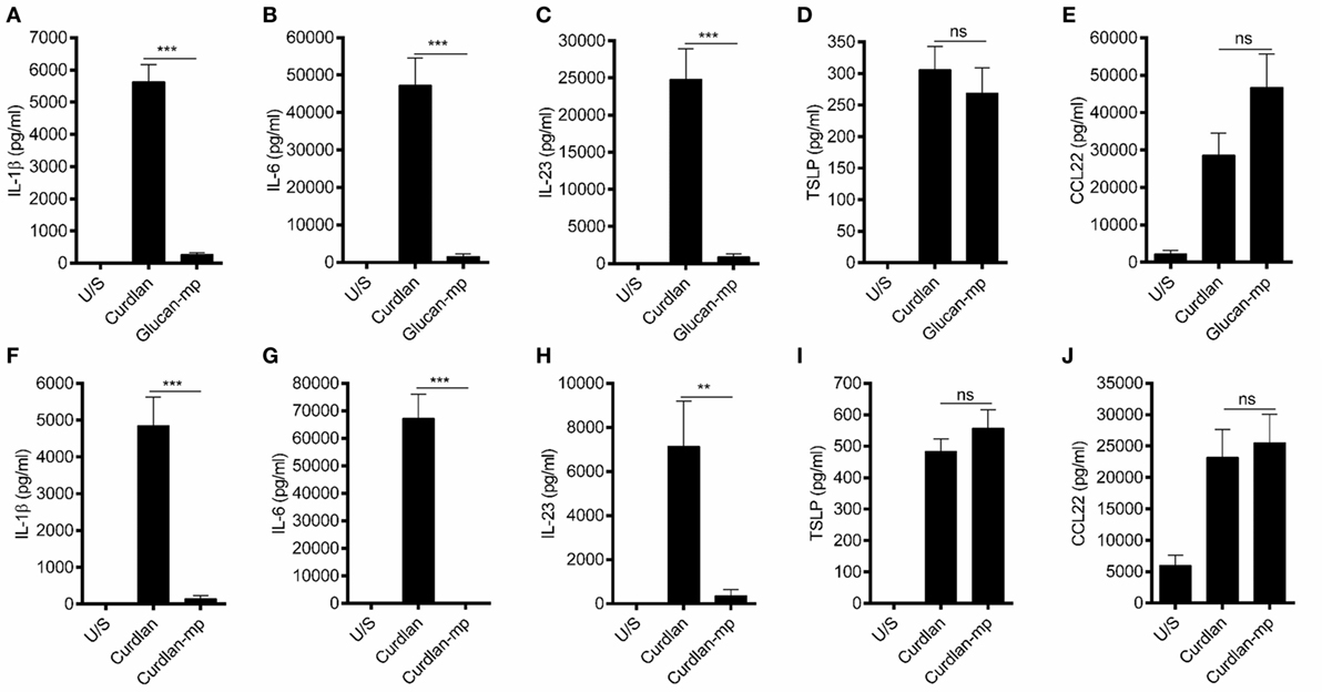Frontiers B Glucan Size Controls Dectin 1 Mediated Immune Responses In Human Dendritic Cells By Regulating Il 1b Production Immunology