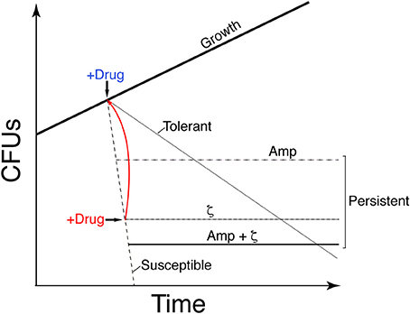 Frontiers | Toxin ζ Triggers a Survival Response to Cope with 