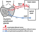 Frontiers | Modulation of Calcitonin, Parathyroid Hormone, and Thyroid ...