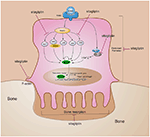 Frontiers | Sitagliptin, An Anti-diabetic Drug, Suppresses Estrogen ...