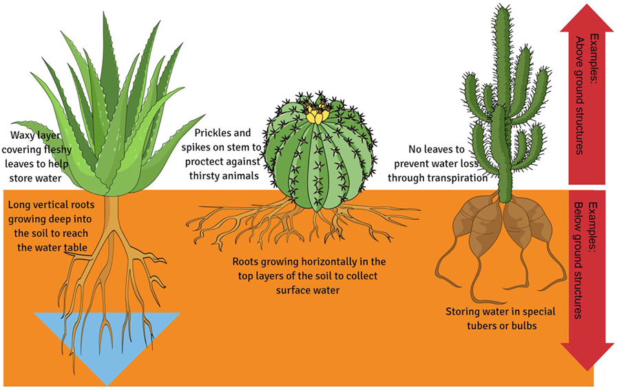 Figur 1-ekstreme strukturelle tilpasninger fundet i planter for at bekæmpe vandtab og opbevare mere vand.