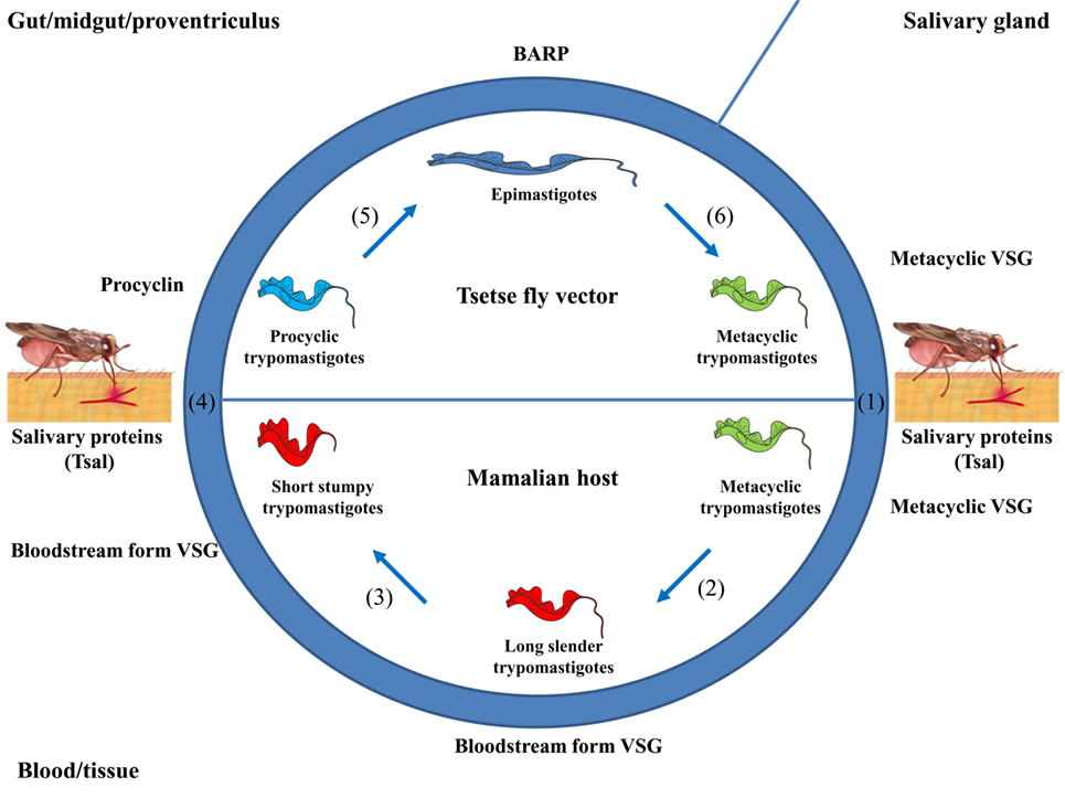 trypanosoma brucei life cycle