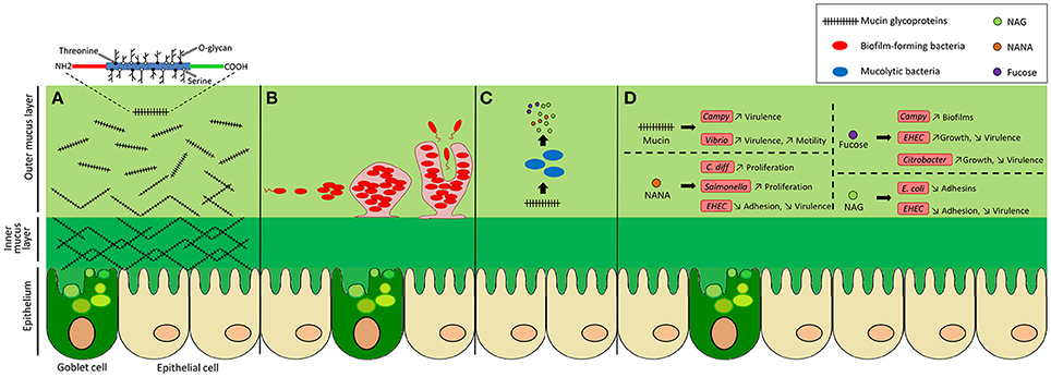 Frontiers | Interactions of Intestinal Bacteria with Components of the