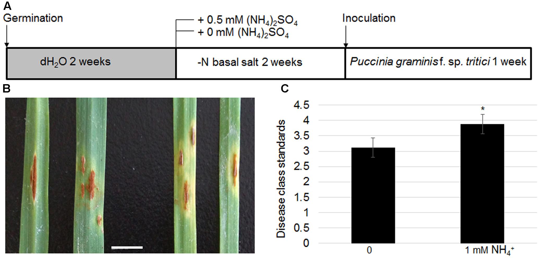 Stem rust in wheat фото 50