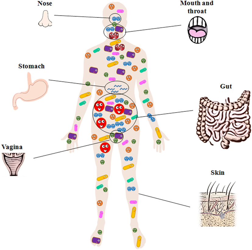 图2 -人体的数以百万计的细菌。