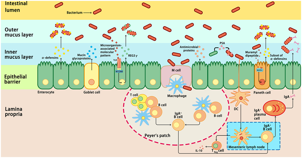 Frontiers | Interactions between Intestinal Microbiota and Host 