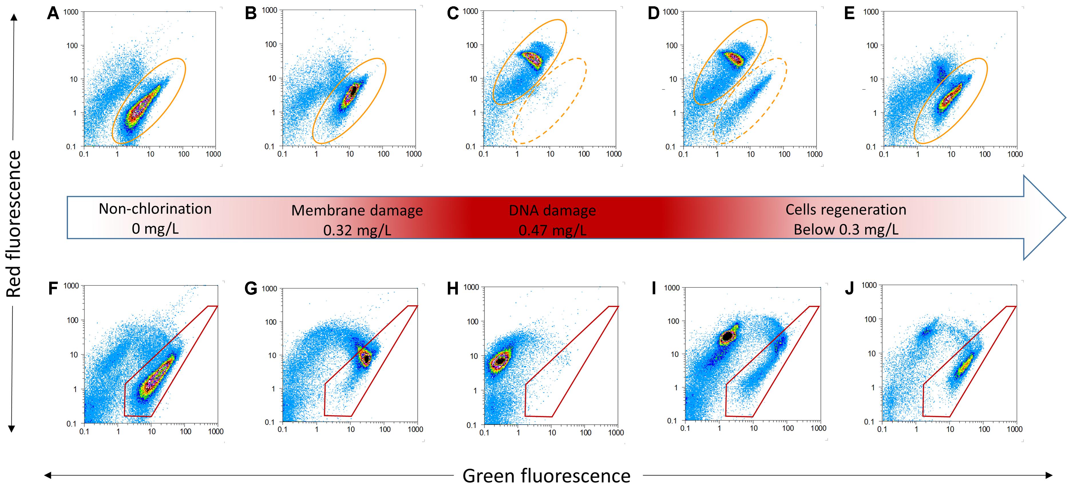 Frontiers  Long-Term Effects of Residual Chlorine on Pseudomonas  aeruginosa in Simulated Drinking Water Fed With Low AOC Medium