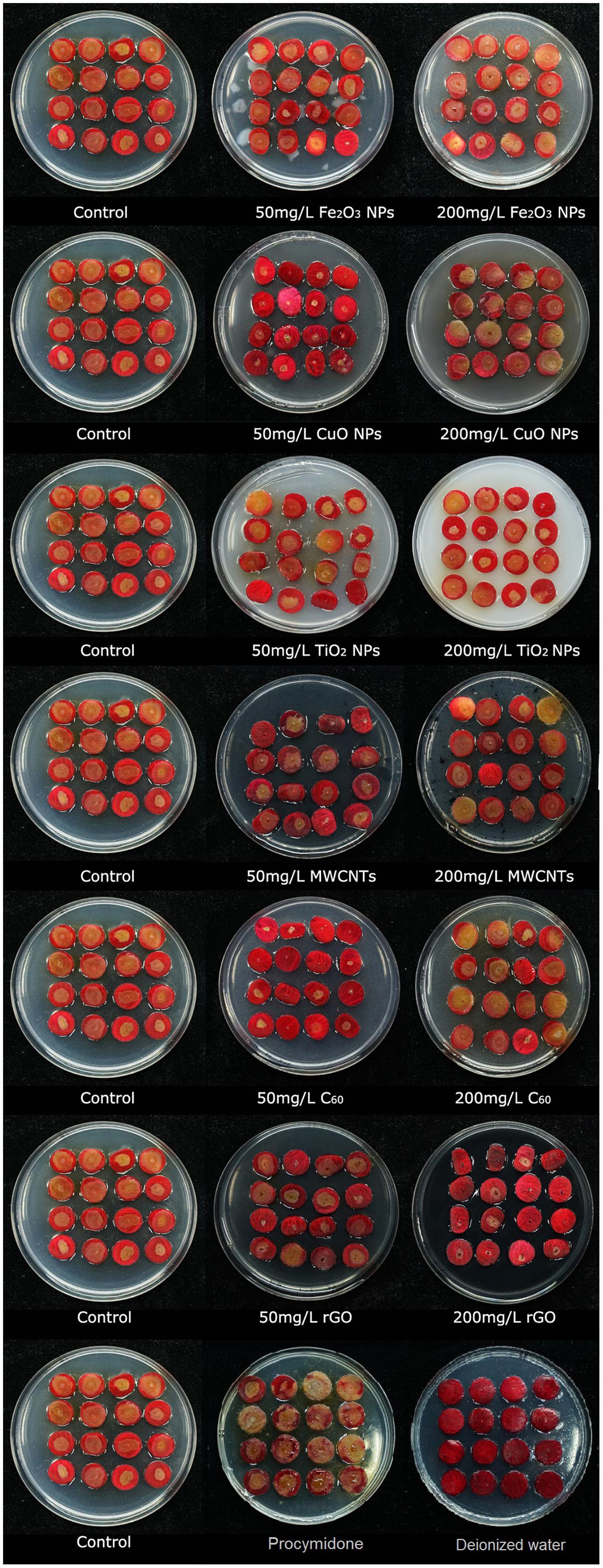 Frontiers | Potential Applications and Antifungal Activities of 