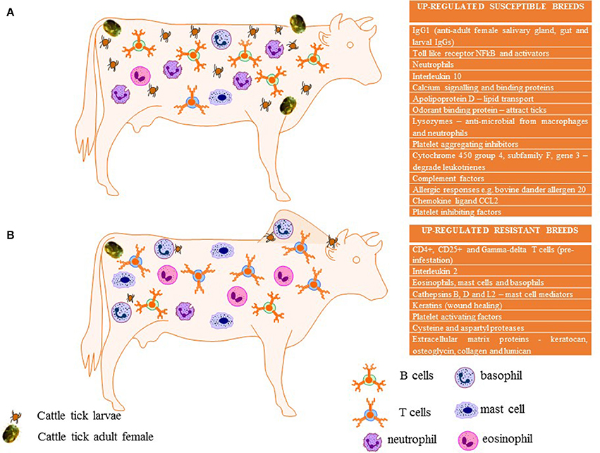 Frontiers  Cattle Tick Rhipicephalus microplus-Host Interface: A