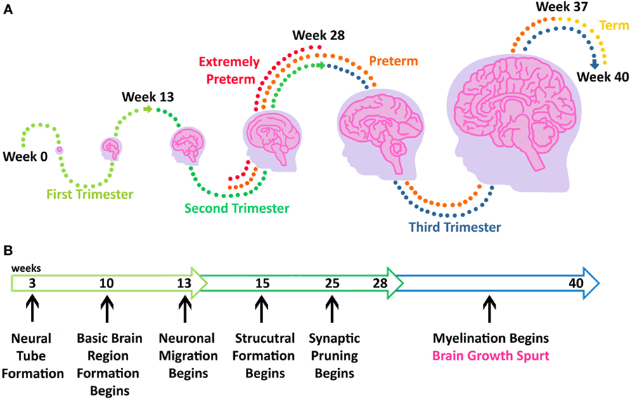 brain development in womb