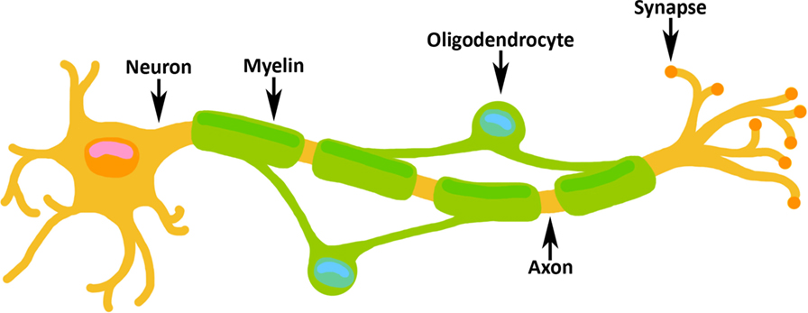 Figure 2 - Oligodendrocytes make myelin, which wraps the axons of neurons during the third trimester of pregnancy.