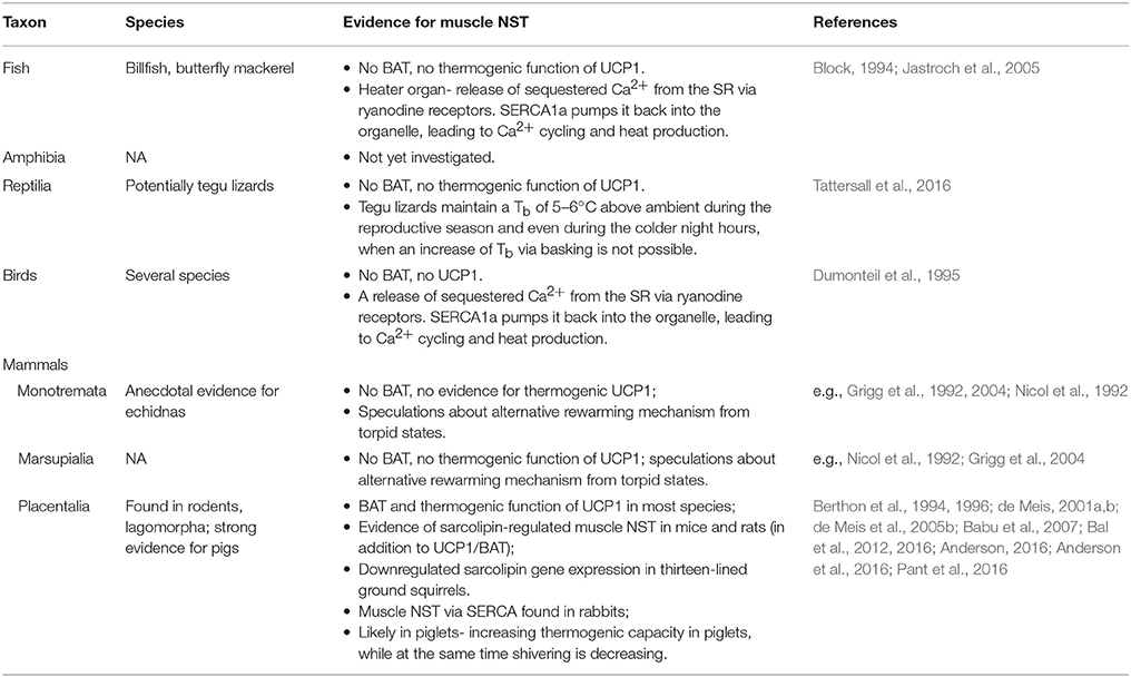 Basal metabolic rate (BMR) and nonshivering thermogenesis (NST) in