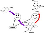 Frontiers | Endogenous Isoquinoline Alkaloids Agonists of Acid-Sensing ...