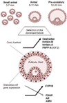 Frontiers | Hallmarks of Human Small Antral Follicle Development ...