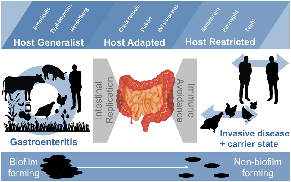 Frontiers | Examining the Link between Biofilm Formation ...