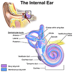 Frontiers | Model-Based Vestibular Afferent Stimulation: Evaluating ...