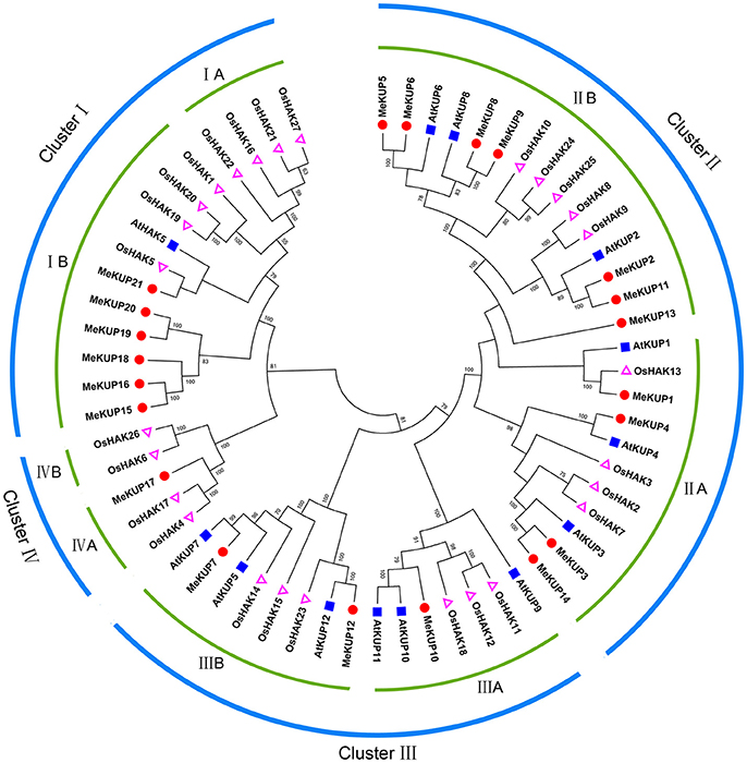Frontiers | Genome-Wide Identification and Expression Analysis of 