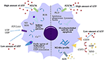 Frontiers | Purinergic Signaling: A Common Path in the Macrophage ...