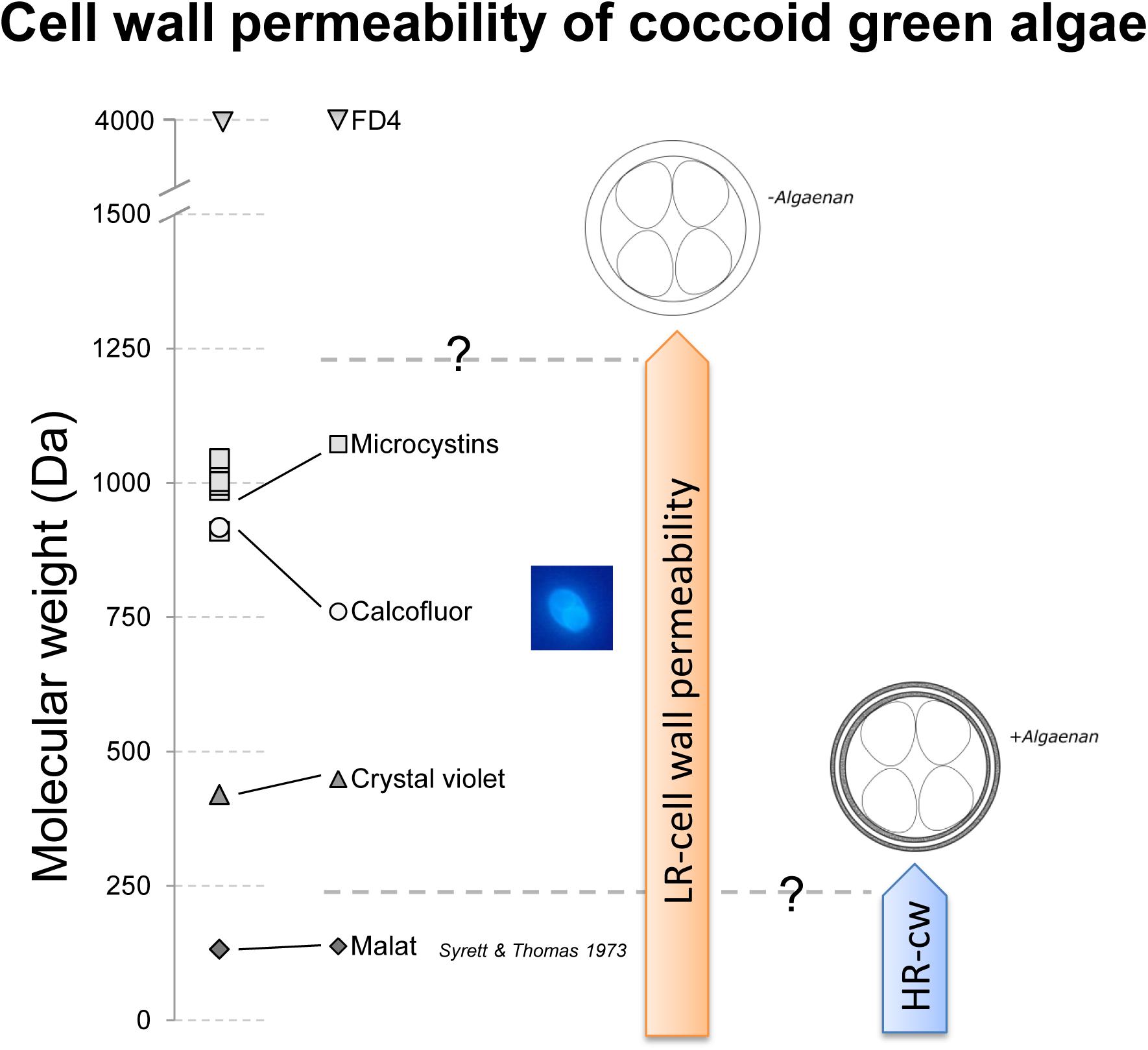 green algae cell diagram