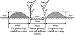 Frontiers | Effects of Ridge-Furrow System Combined with Different ...