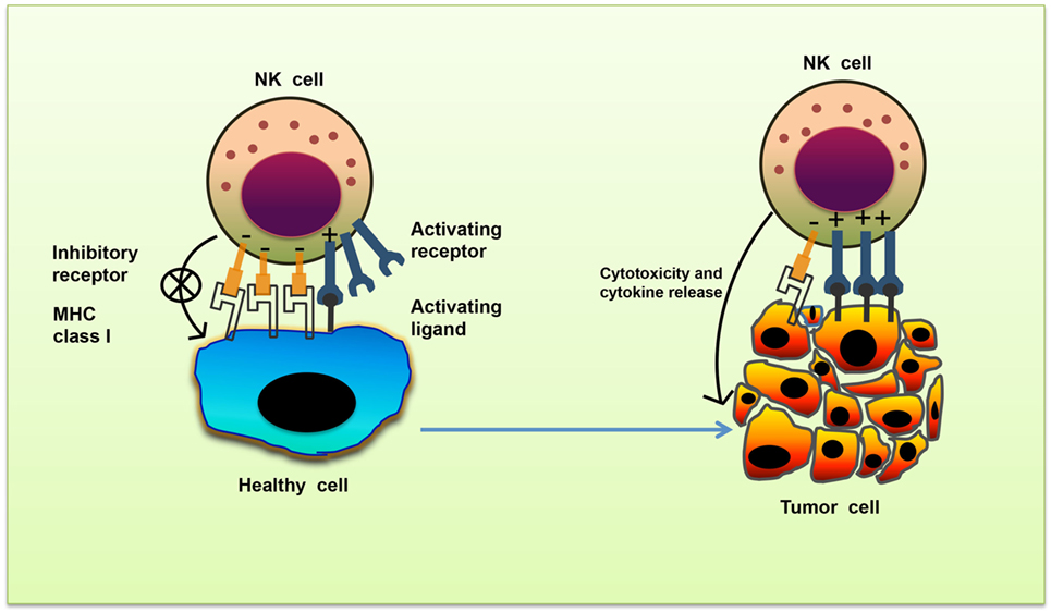 Frontiers The Molecular Mechanism Of Natural Killer Cells Function And Its Importance In Cancer Immunotherapy Immunology