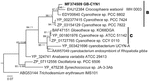 Frontiers | The Green Berry Consortia of the Sippewissett Salt Marsh ...