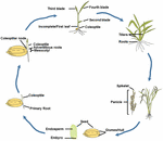 Frontiers | Diverse Roles Of Ethylene In Regulating Agronomic Traits In ...