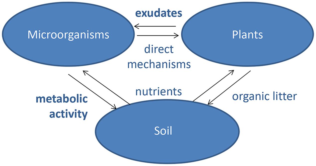 Benefits Of Soil Microorganisms For Plants