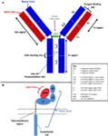 Frontiers | Factors Affecting the FcRn-Mediated Transplacental Transfer ...