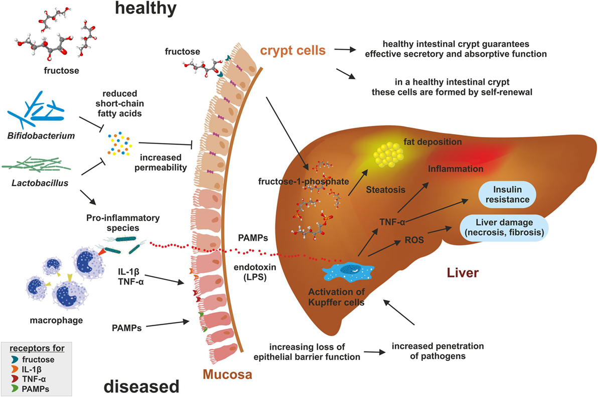 Frontiers | Fructose: A Dietary Sugar in Crosstalk with Microbiota ...