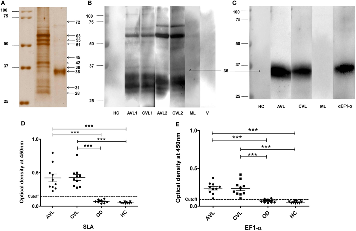 Frontiers | Liposomal Elongation Factor-1α Triggers Effector CD4