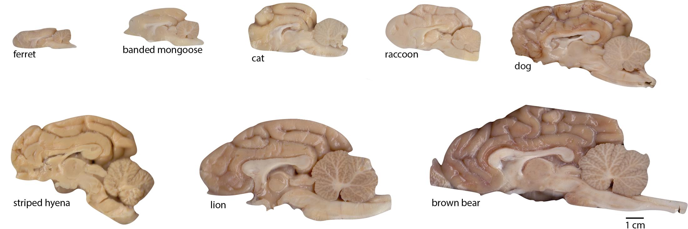 cat brain size