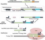 Frontiers | Gene Editing and Crop Improvement Using CRISPR-Cas9 System ...