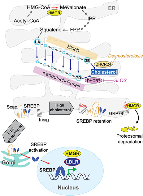 A new regulatory mechanism of STARD1 in Niemann-Pick disease type C (NPC),  discovered